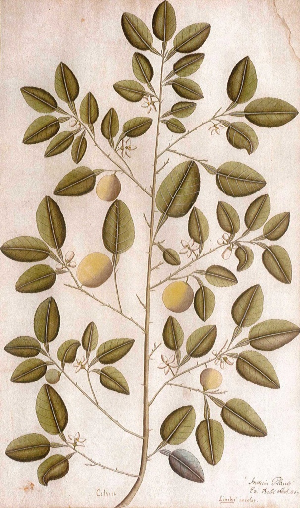 planche botanique citronnier